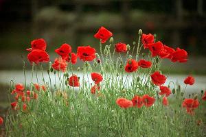 decorative flowers