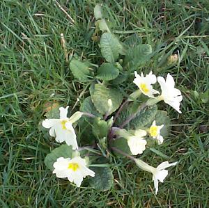 decorative flower
