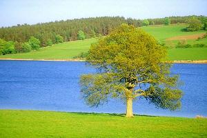 tree by lake