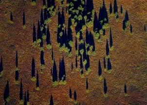 trees from above