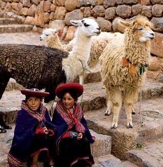 pic of alpaca