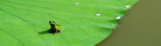 frog