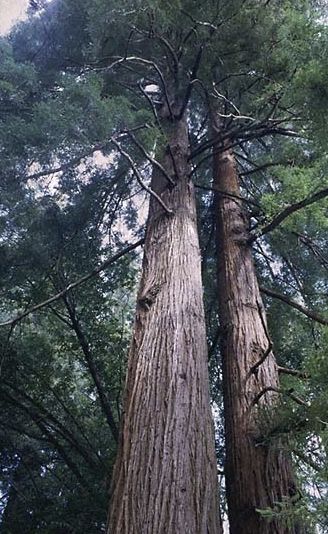 tree pic