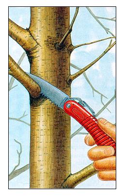 tree pic